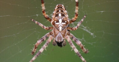 Molécula feita do veneno mortal da aranha-armadeira combate problemas de ereção