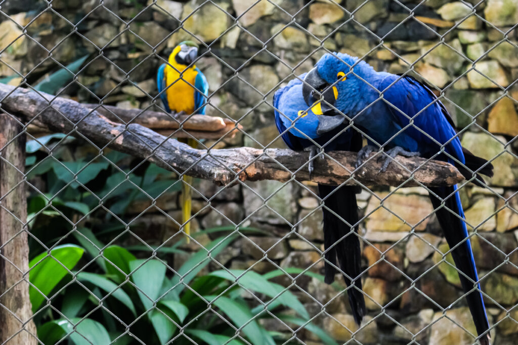 Araras azuis em zoológico