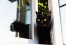 8 cuidados para o gato não sair de casa