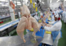 Após China e UE, Argentina suspende parte das importações de produtos avícolas do Brasil por caso de gripe aviária