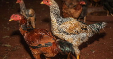 Ministério da Agricultura diz que não há restrição generalizada da exportação de produtos de aves do RS