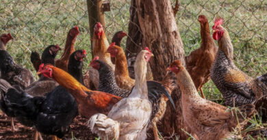 Rio Grande do Sul declara estado de emergência em saúde animal para gripe aviária