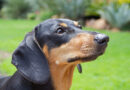 Parque em Budapeste reúne 500 cachorros da raça dachshunds para quebrar recorde