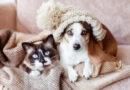8 impactos do frio na saúde de cães e gatos 