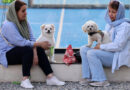 Cidades no Irã proíbem passeios com cães em locais públicos