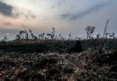 Desmatamento na Amazônia registra aumento de 92% em maio