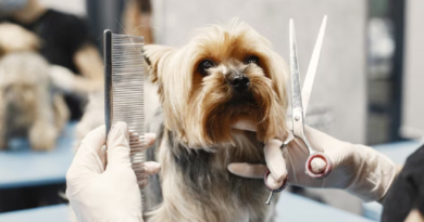 Câmara dos Deputados aprova projeto de lei para regulamentar profissionais de cuidado animal