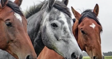 Ração contaminada causa morte de pelo menos 245 cavalos no Brasil