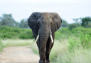 Elefanta mata turistas do Reino Unido e da Nova Zelândia durante safári em parque na África