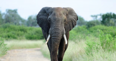 Elefanta mata turistas do Reino Unido e da Nova Zelândia durante safári em parque na África