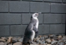 43 pinguins são encontrados mortos em praias do Litoral Norte de SP em apenas três dias
